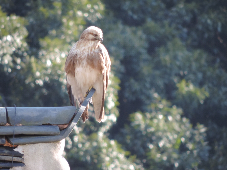 DSCN9349.JPG