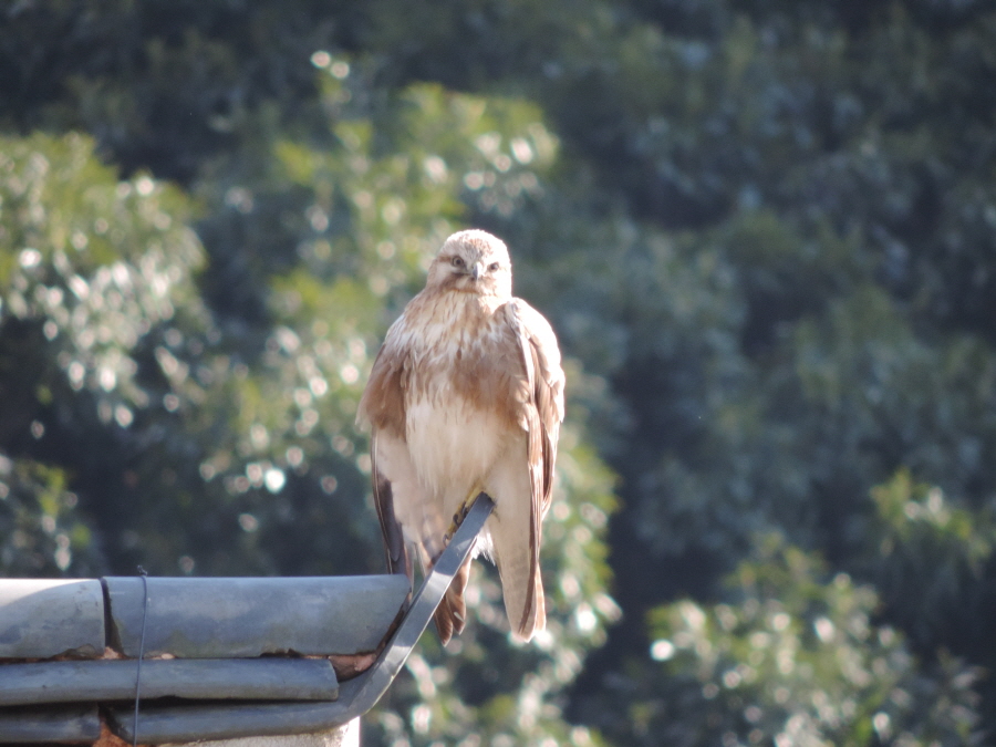 DSCN9351.JPG