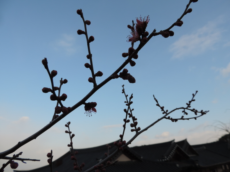 DSCN9750.JPG