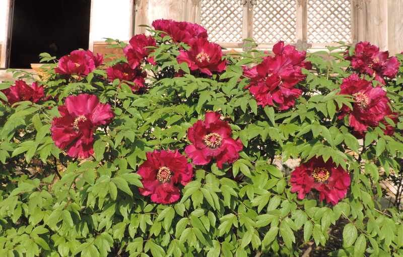 DSCN7576.JPG