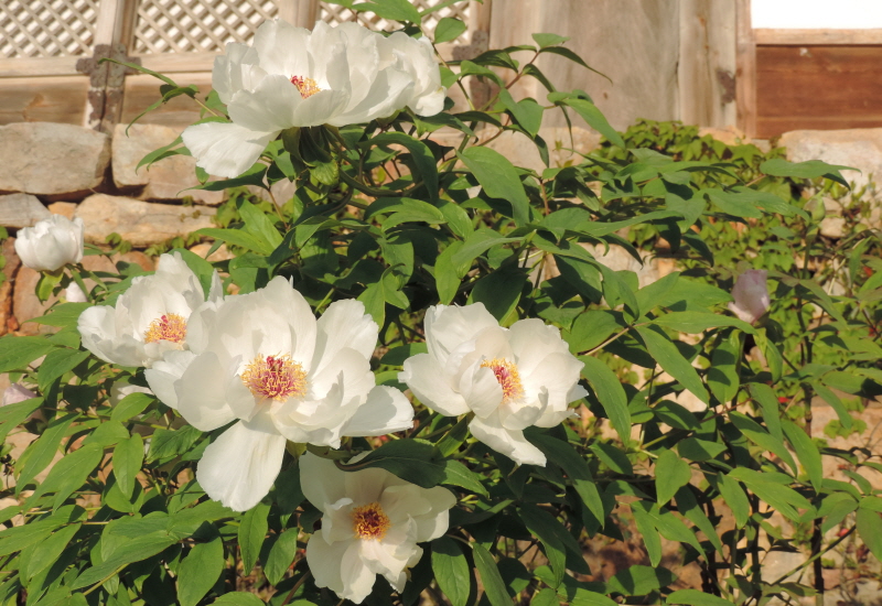 DSCN7574.JPG