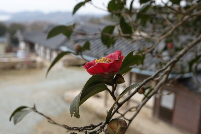 _DSC02113.JPG