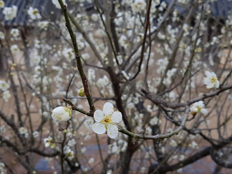 _20170307_112106.jpg